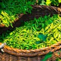 Чай зеленый — «МагазинВитамин»
