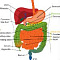 Желудочно-кишечный тракт, ЖКТ