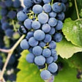 Виноград — «МагазинВитамин»