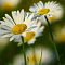 Ромашка