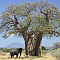 Баобаб
